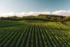 Plantisy Bio Feld